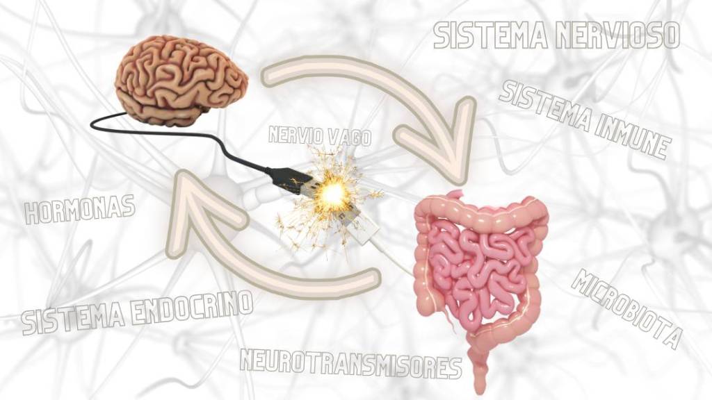 Eje Intestino Cerebro