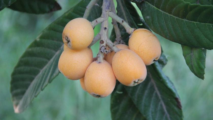 Propiedades del níspero y sus beneficios para la salud