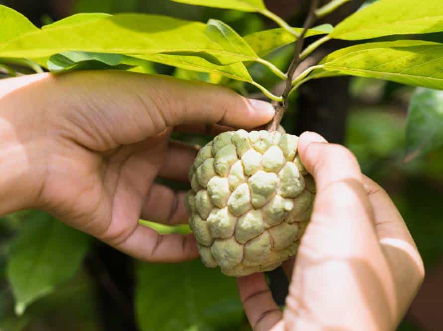 Propiedades Chirimoya
