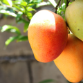 Beneficios y propiedades del mango 
