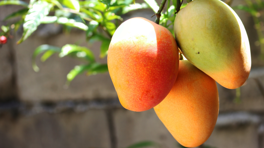 Propiedades del Mango