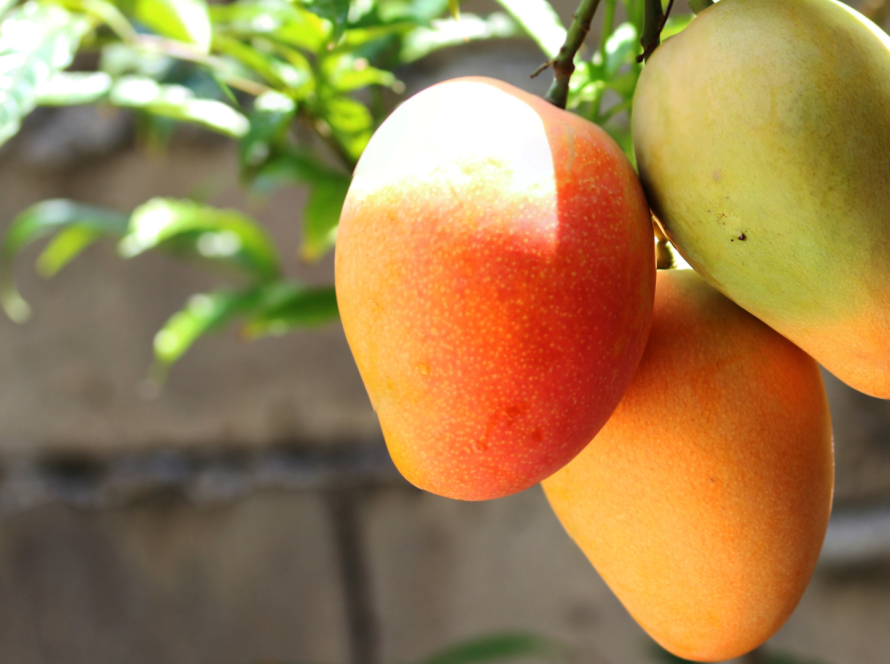 Propiedades del Mango